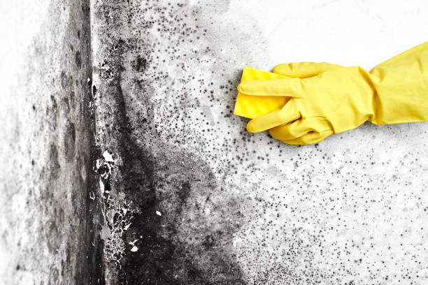 Best Residential Mold Remediation in Redwater, TX