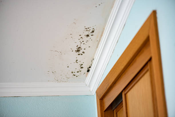 Best Emergency Mold Remediation in Redwater, TX