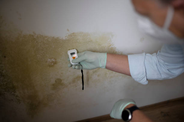 Best Basement Mold Remediation in Redwater, TX