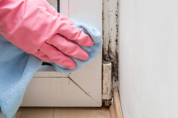 Trusted Redwater, TX Mold Remediation Experts